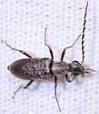 Leptoremus argenteus