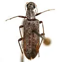Leptoremus argenteus - photo 2
