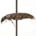 Leptoremus argenteus - photo 3