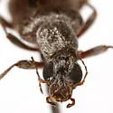 Leptoremus argenteus - photo 4