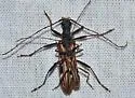 Leptorhabdium pictum - photo 3