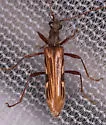Leptorhabdium pictum - photo 4