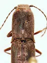 Leptoschema praelontactum - photo 2