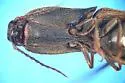 Leptoschema protractum - photo 5