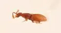Leptoscydmus cavifrons - photo 2