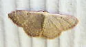 Cross's Wave Moth - Hodges#7174