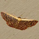 Cross's Wave Moth - Hodges#7174 - photo 2