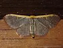 Cross's Wave Moth - Hodges#7174 - photo 3