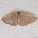 Cross's Wave Moth - Hodges#7174 - photo 5