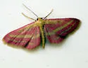 Raspberry Wave Moth - Hodges#7177 - Leptostales laevitaria