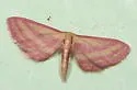 Raspberry Wave Moth - Hodges#7177 - photo 2