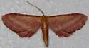 Raspberry Wave Moth - Hodges#7177 - photo 3