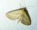 Raspberry Wave Moth - Hodges#7177 - photo 4