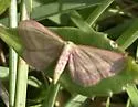 Raspberry Wave Moth - Hodges#7177 - photo 5