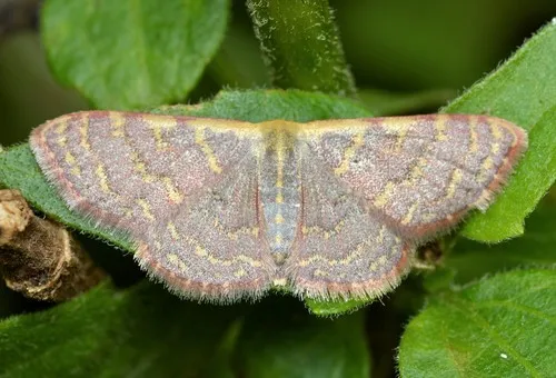 Pannaria Wave Moth - Hodges#7173