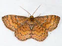 Dark-ribboned Wave - Hodges#7179