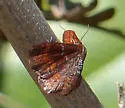 Dark-ribboned Wave - Hodges#7179 - photo 4
