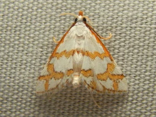 Leptosteges flavicostella - Hodges#5301