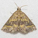 Leptosteges flavifascialis - Hodges#5302 - Leptosteges flavifascialis