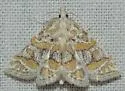 Leptosteges flavifascialis - Hodges#5302 - photo 3