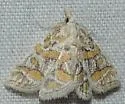Leptosteges flavifascialis - Hodges#5302 - photo 4