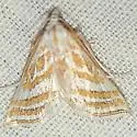 Leptosteges parthenialis - Hodges#5303