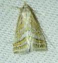 Leptosteges parthenialis - Hodges#5303 - photo 4
