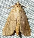 Leptosteges sordidalis - Hodges#5305