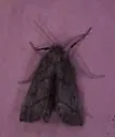 Leptosteges sordidalis - Hodges#5305 - photo 2