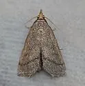 Leptosteges sordidalis - Hodges#5305 - photo 3