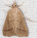 Leptosteges sordidalis - Hodges#5305 - photo 4