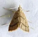 Leptosteges sordidalis - Hodges#5305 - photo 5