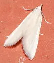 Leptosteges vestaliella - Hodges#5306