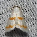Leptosteges xantholeucalis - Hodges#5300