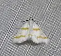 Leptosteges xantholeucalis - Hodges#5300 - photo 2