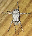Leptostylopsis argentatus
