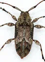 Leptostylopsis planidorsus