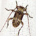Leptostylopsis planidorsus - photo 3