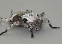 Leptostylopsis planidorsus - photo 4