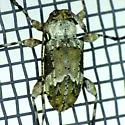Leptostylopsis planidorsus - photo 5