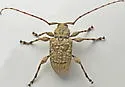 Leptostylopsis terraecolor - photo 3