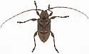 Leptostylopsis terraecolor - photo 5