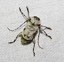 Leptostylus asperatus