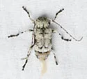 Leptostylus asperatus - photo 5