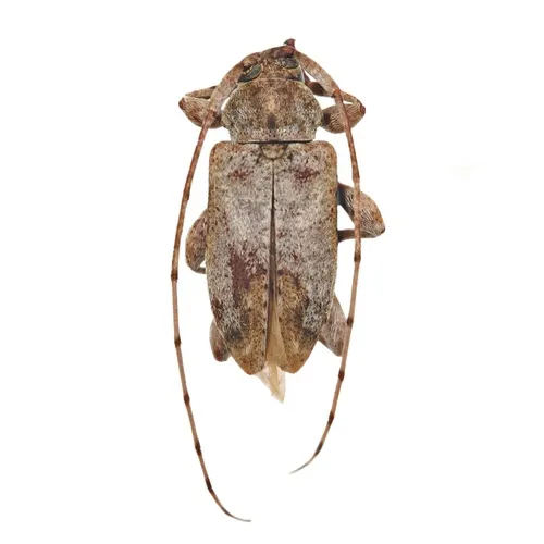 Leptostylus cretatellus