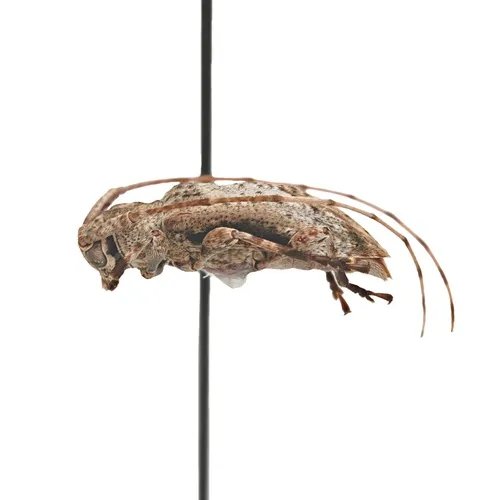 Leptostylus cretatellus - photo 2