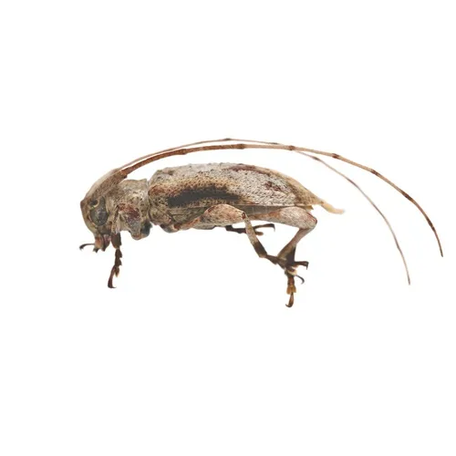 Leptostylus cretatellus - photo 3