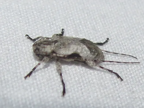 Leptostylus cretatellus - photo 4