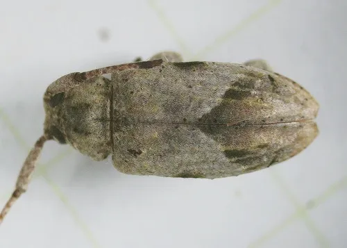 Leptostylus cretatellus - photo 5