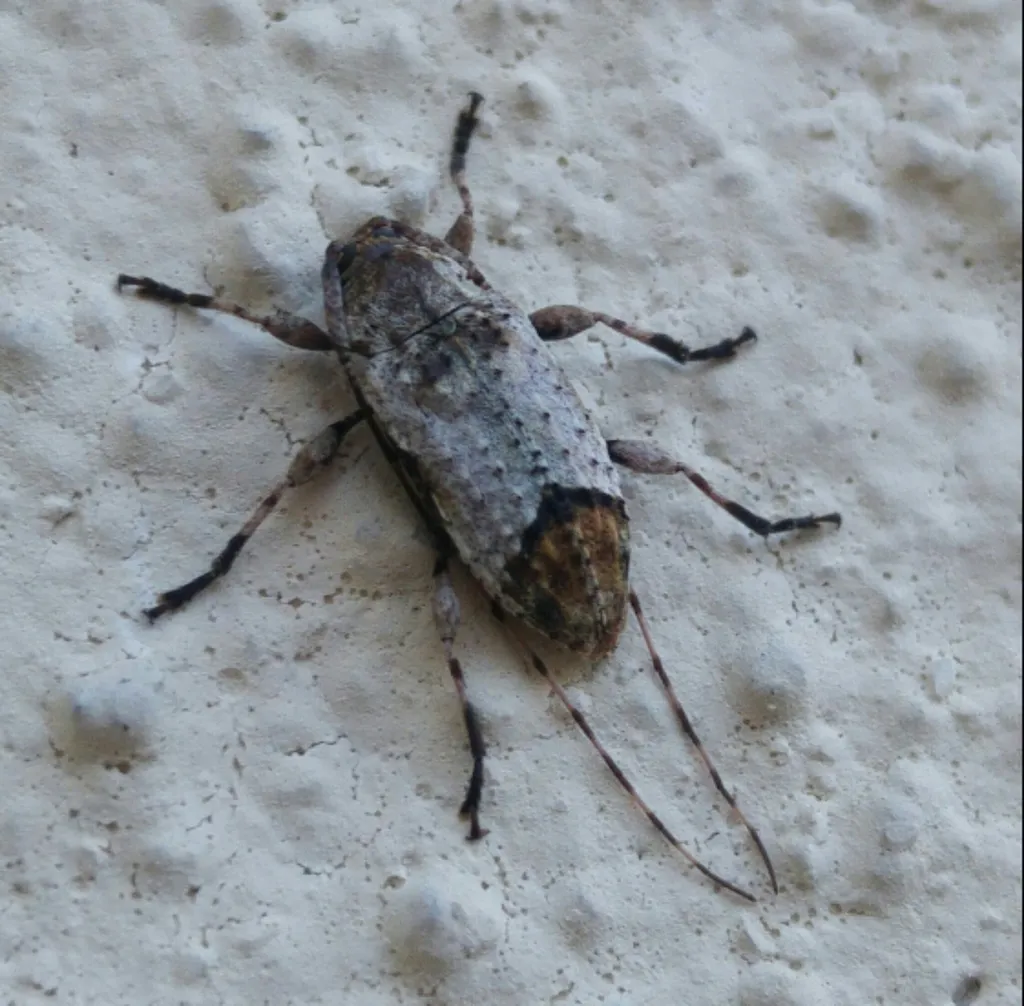 Leptostylus cretatellus - photo 7